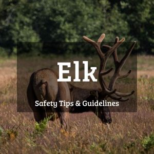 Elk safety tips and guidelines
