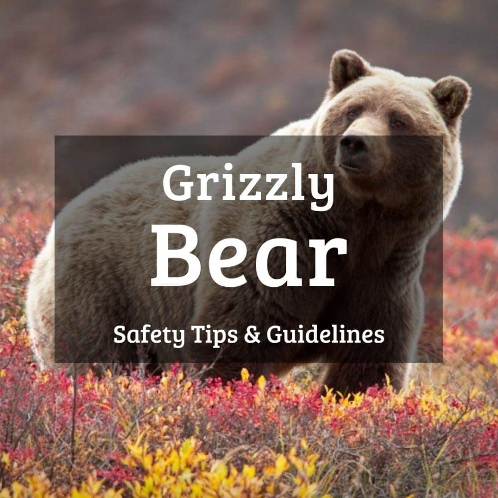 Grizzly bear safety tips and guidelines