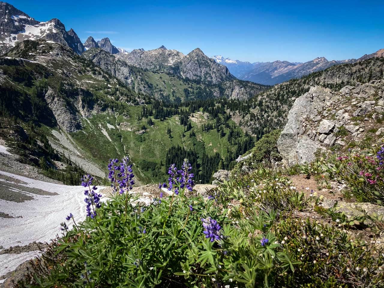 Lupines on Maple Pass Loop, North Cascades National Park, one of the less busy national parks you could visit this summer