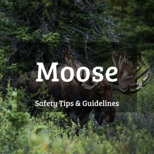 Moose safety tips and guidelines