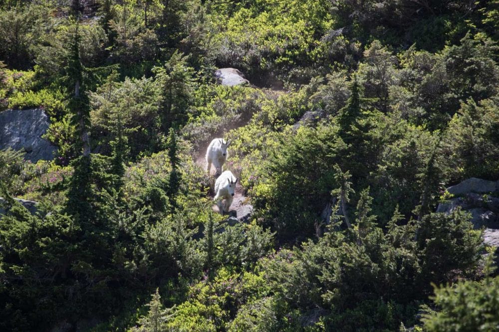 Mountain goats at Cascade Pass, North Cascades National Park, Washington State