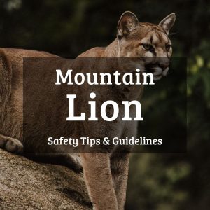 Mountain lion safety tips and guidelines