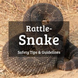 Rattlesnake safety tips and guidelines