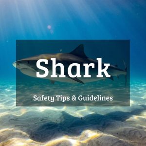 Shark safety tips and guidelines