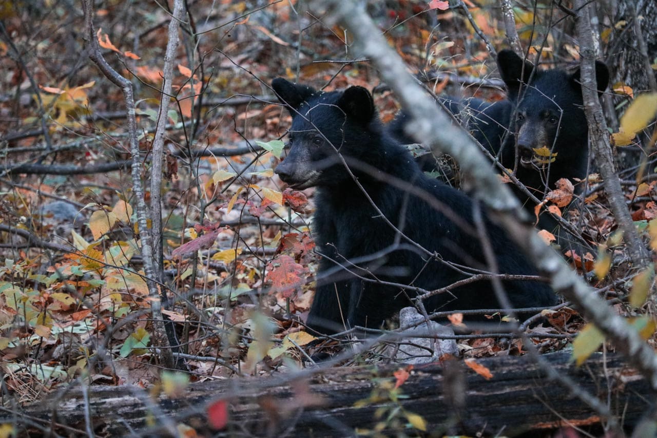 Black bear cubs, Shenandoah National Park