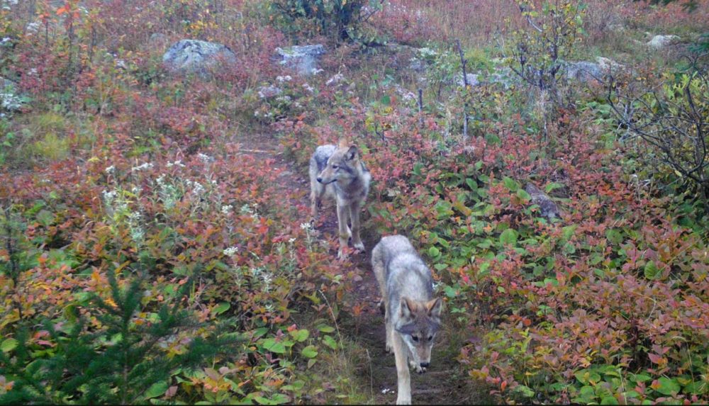 Late September 2019 image from a remote camera shows two pups likely born to wolf 014F in spring 2019, Isle Royale National Park - NPS