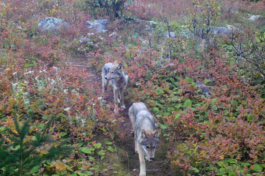 Late September 2019 image from a remote camera shows two pups likely born to wolf 014F in spring 2019, Isle Royale National Park - NPS