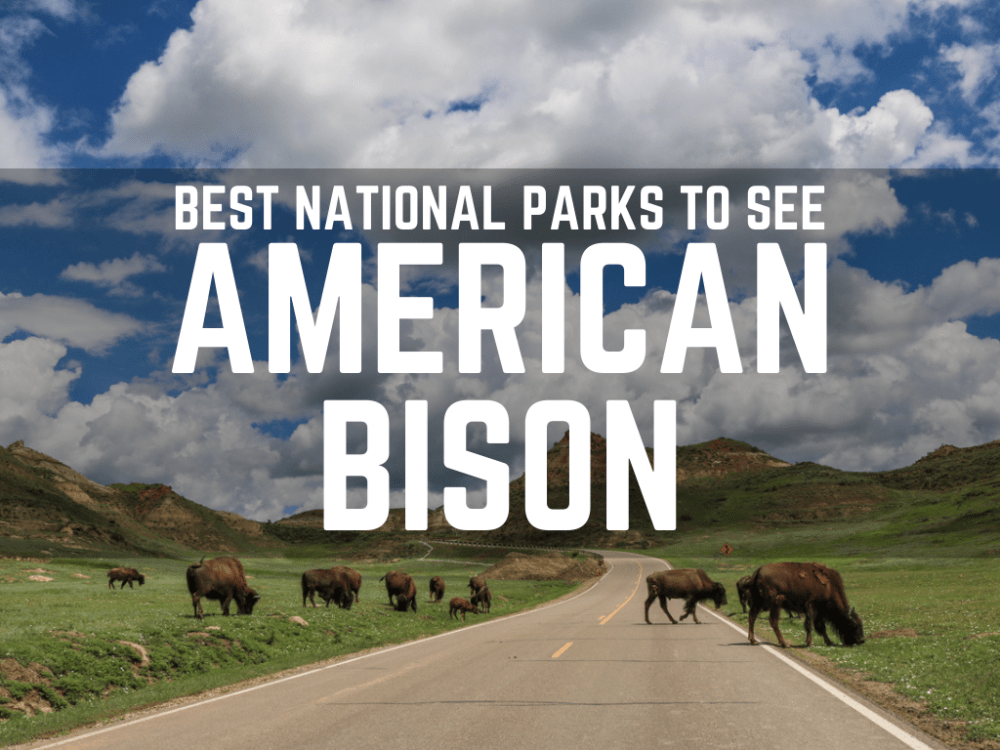Wildlife National Parks - American Bison