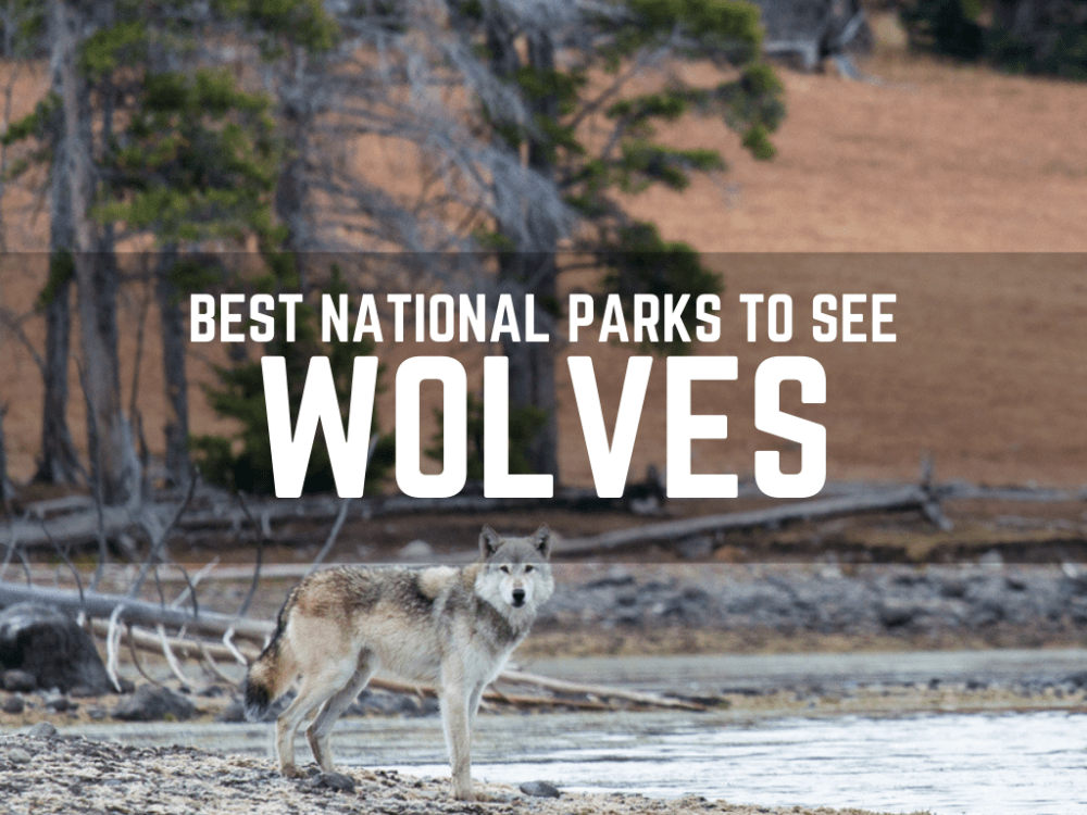 Wildlife National Parks - Wolves