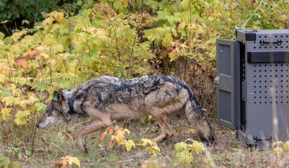 Wolf Release in Isle Royale National Park Fall 2018 - NPS Jim Peaco