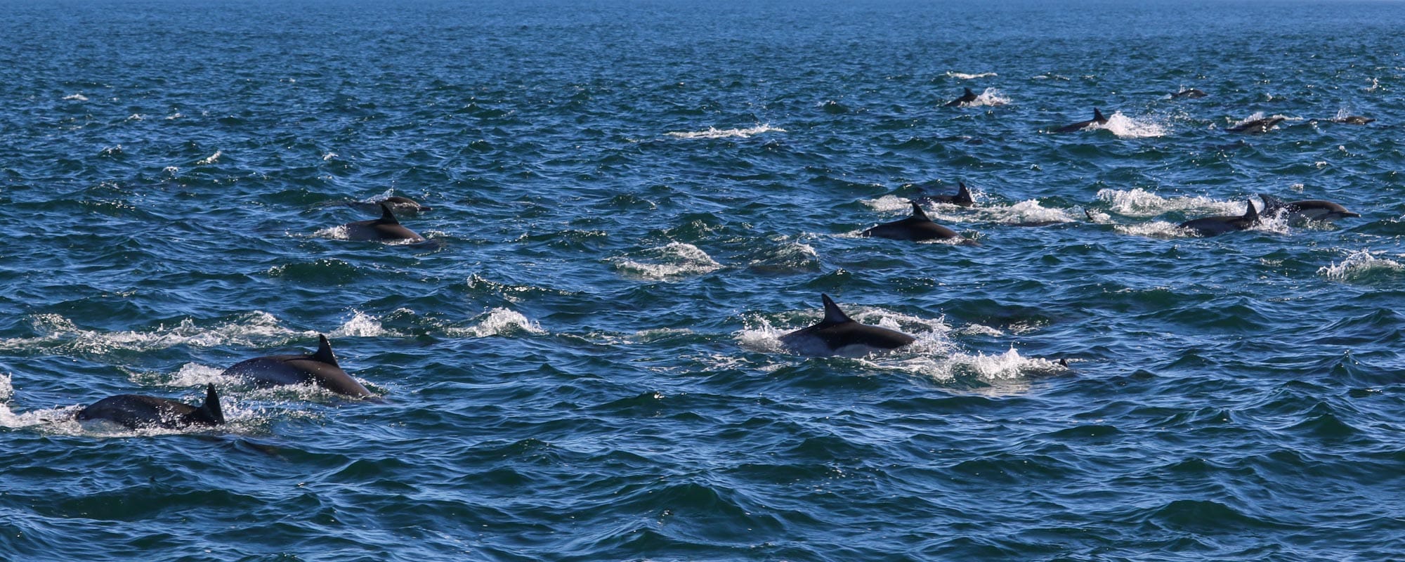 Channel Islands National Park - Banner Dolphins