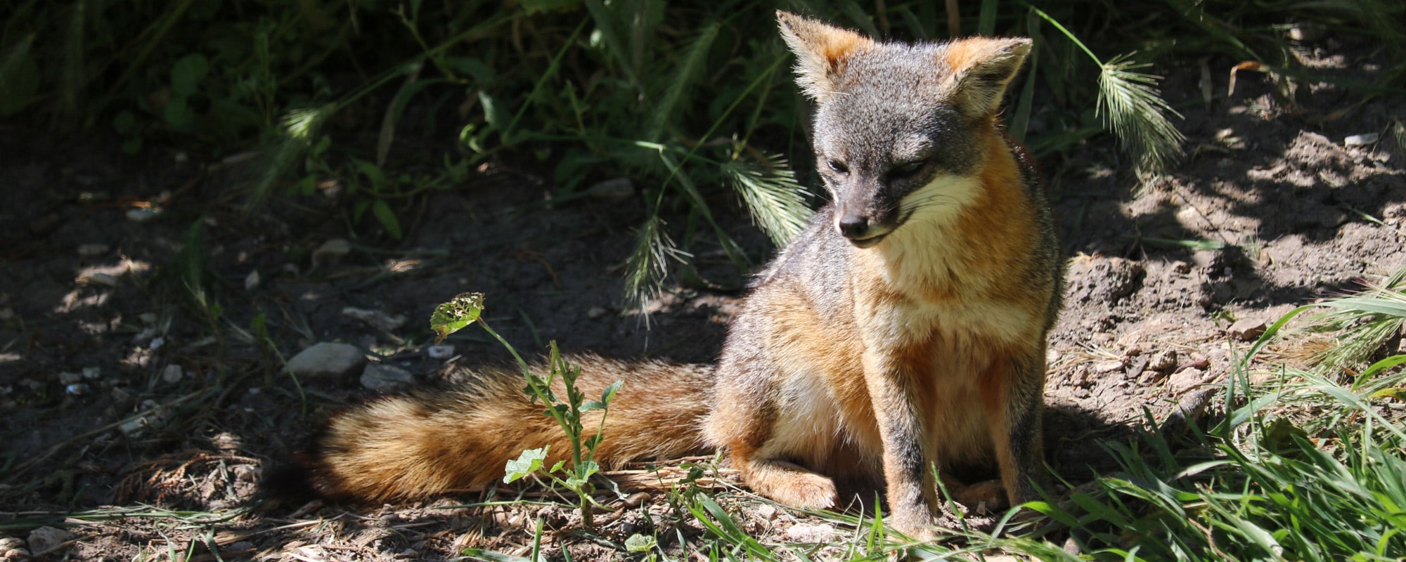 Channel Islands National Park - Banner Island Fox