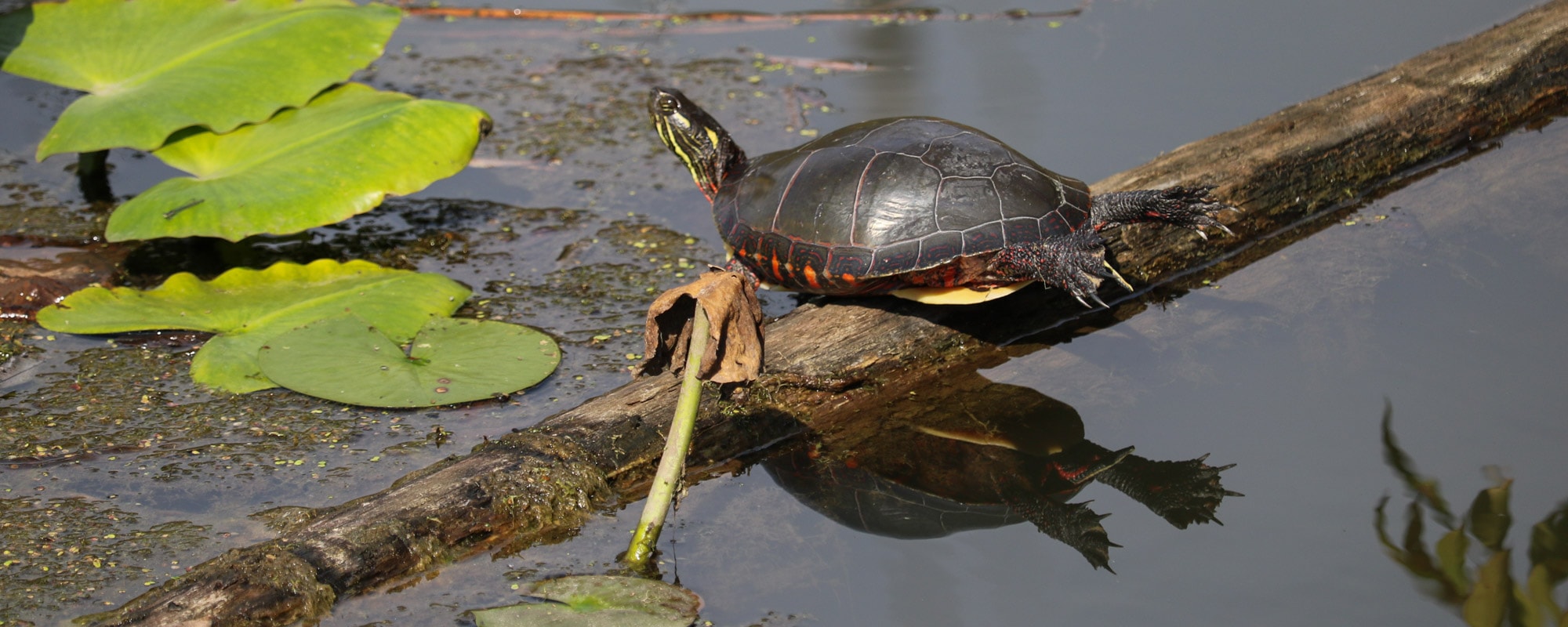 Cuyahoga Valley National Park - Banner Turtle