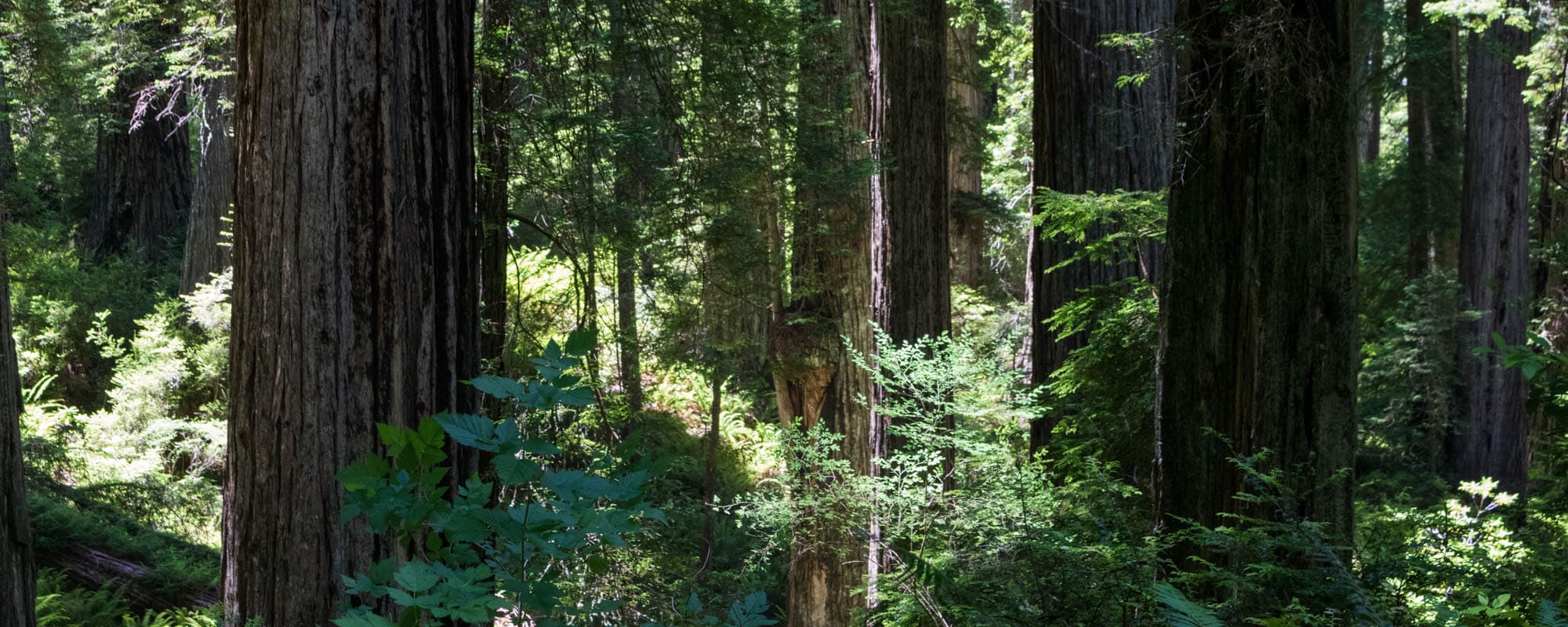 Redwood National Park - Banner Redwoods