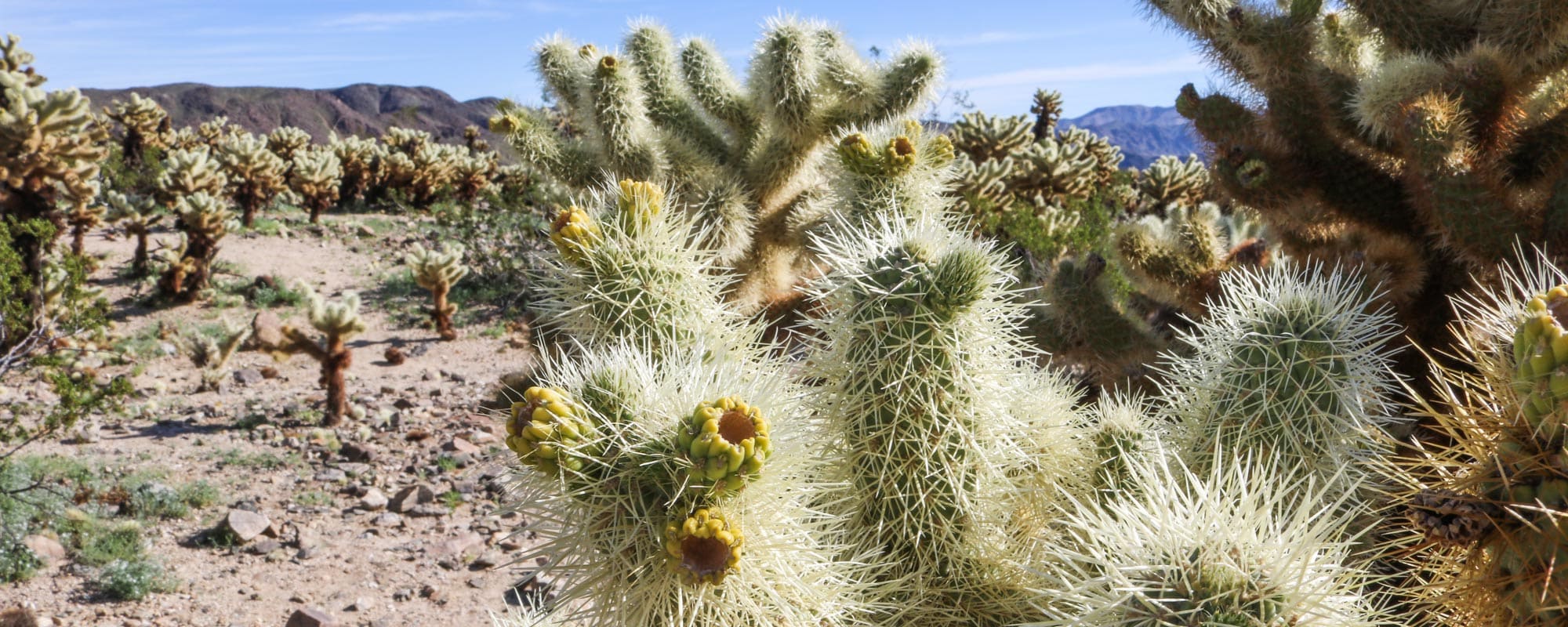 Joshua Tree National Park - Banner Cholla Cactus
