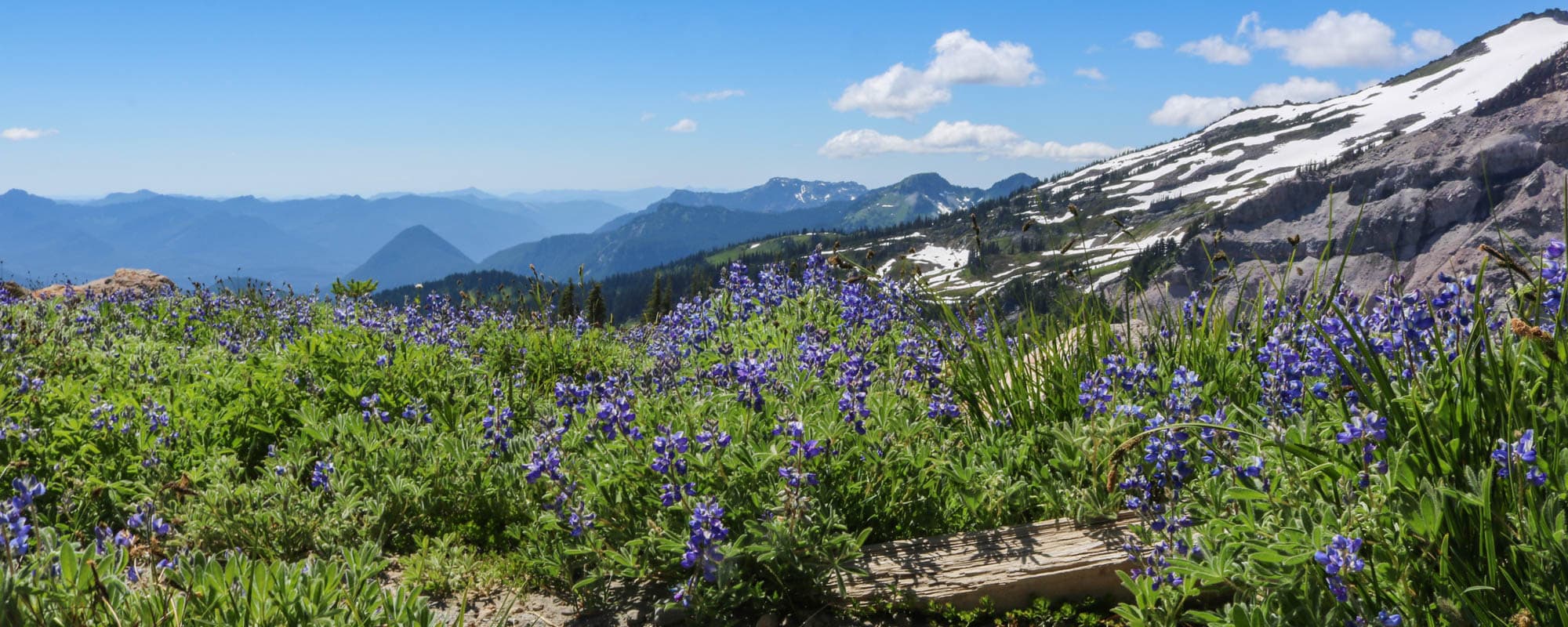 Mount Rainier National Park Washington - Banner Wildflowers