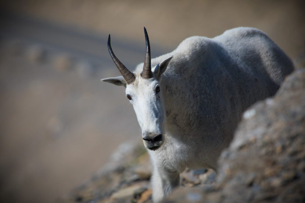 Mountain Goat in Glacier National Park, Montana - NPS