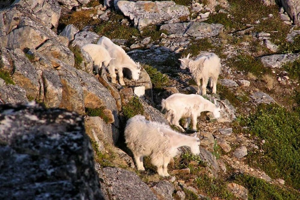Mountain Goats in Kenai Fjords National Park, Alaska - NPS Matt Gray