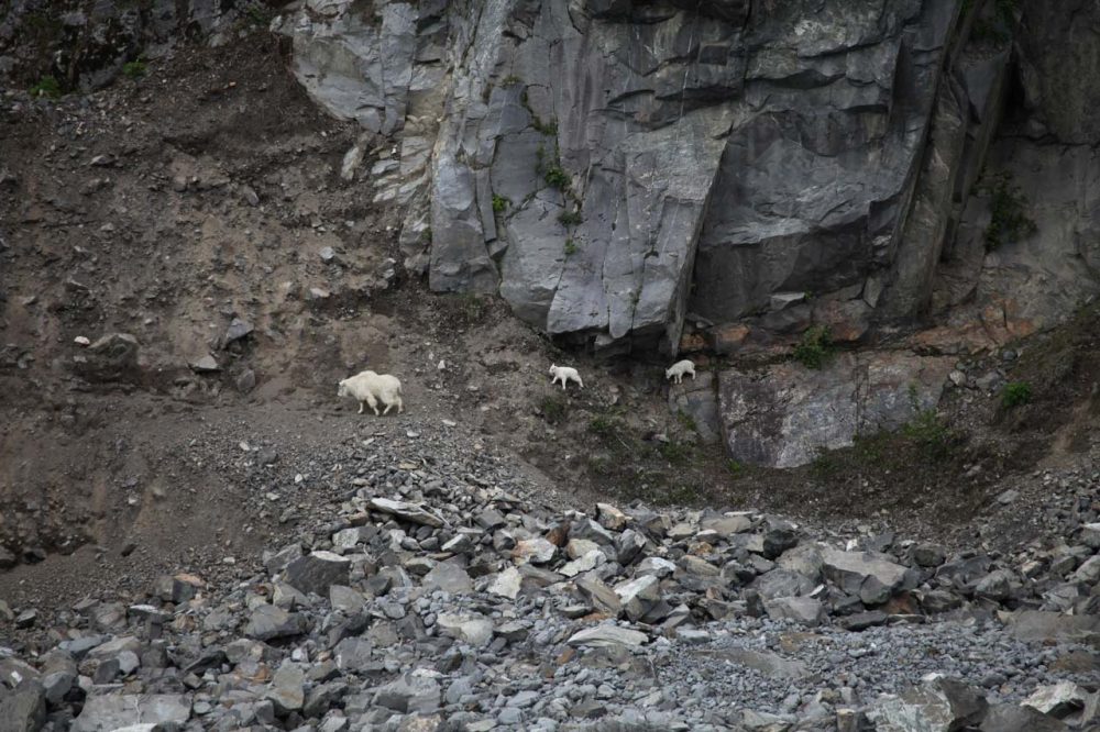 Mountain Goats mother and kids in Kenai Fjords National Park, Alaska - NPS Jim Pfeiffenberger