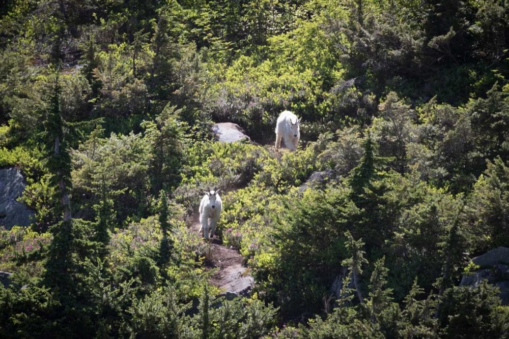 Mountain goats at Cascade Pass, North Cascades National Park, Washington
