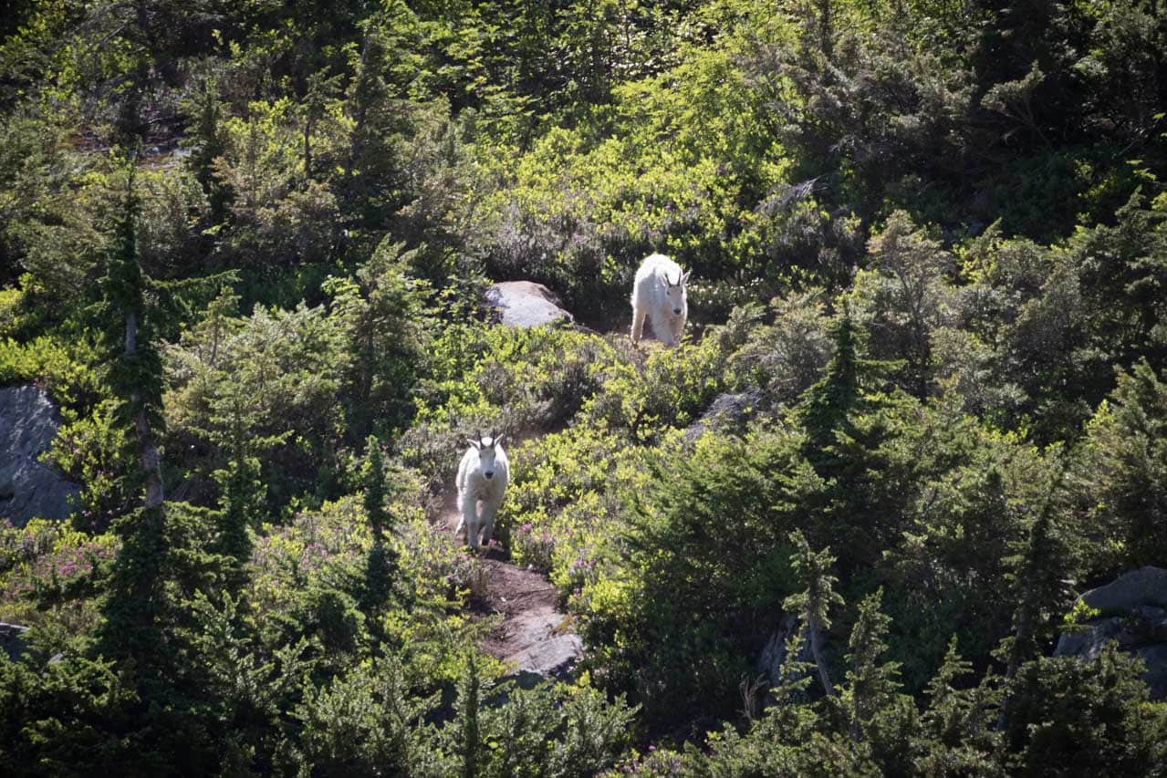 Mountain goats at Cascade Pass, North Cascades National Park, Washington