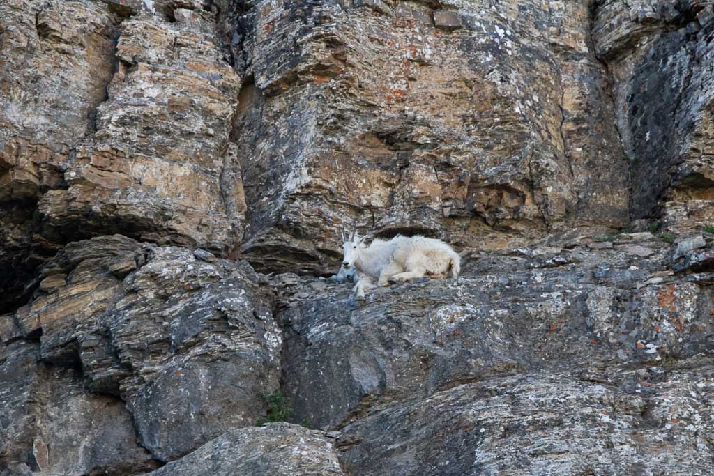 Mountain goats at Logan Pass, Glacier National Park, Montana