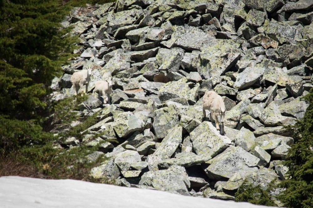 Mountain goats on Cascade Pass in North Cascades National Park, Washington State