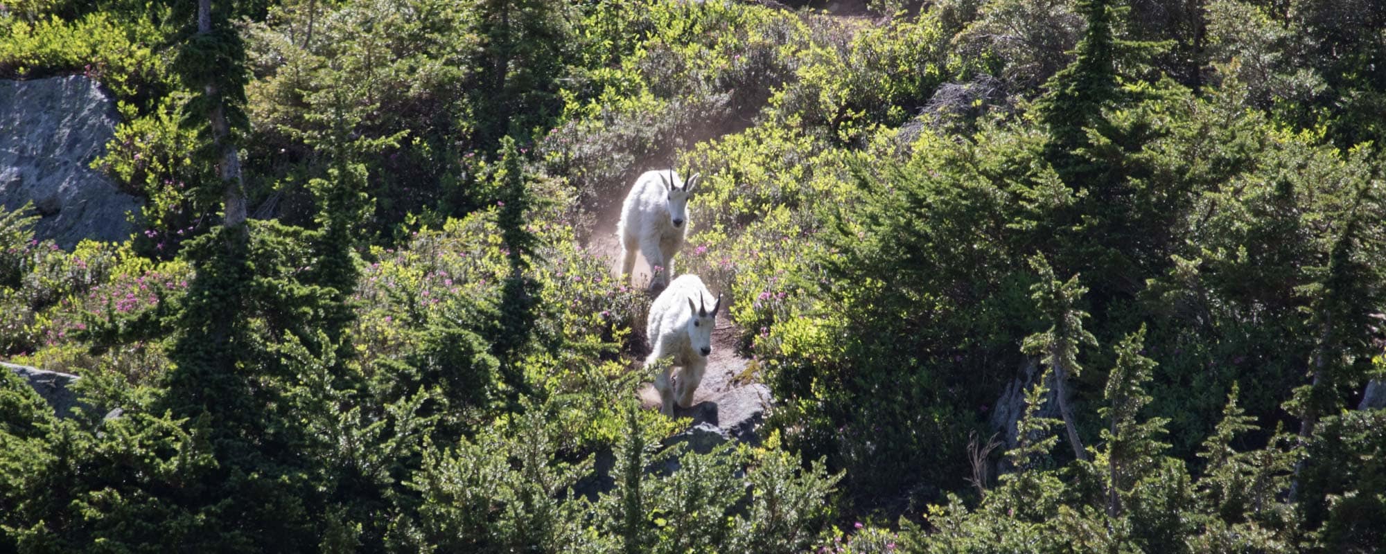 North Cascades National Park, Washington - Banner Mountain Goats