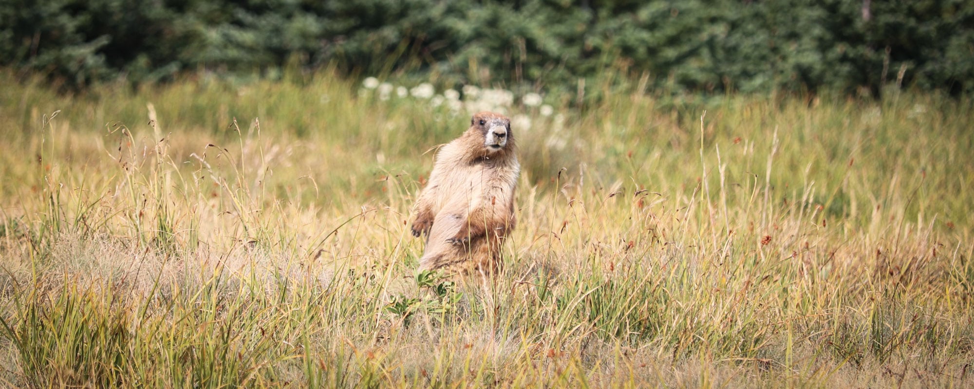 Olympic National Park, Washington - Banner Marmot