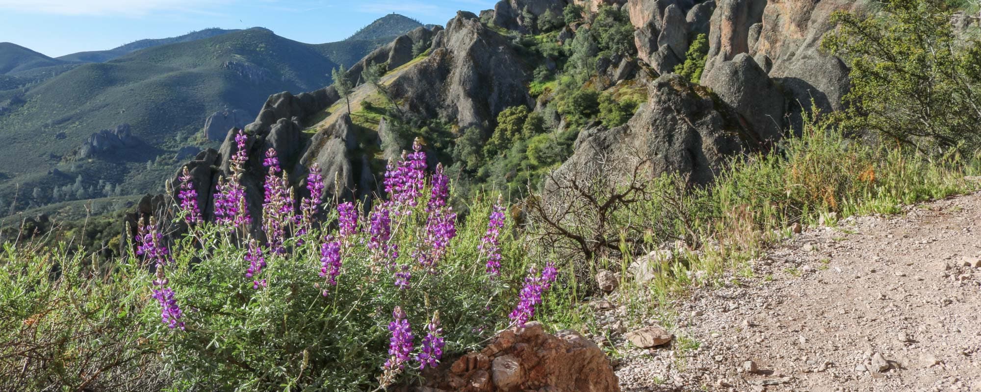 Pinnacles National Park - Banner Wildflowers