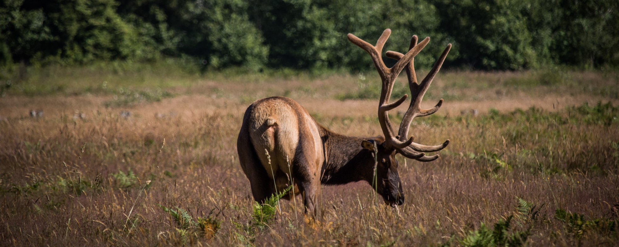 Redwood National Park - Banner Elk Prairie
