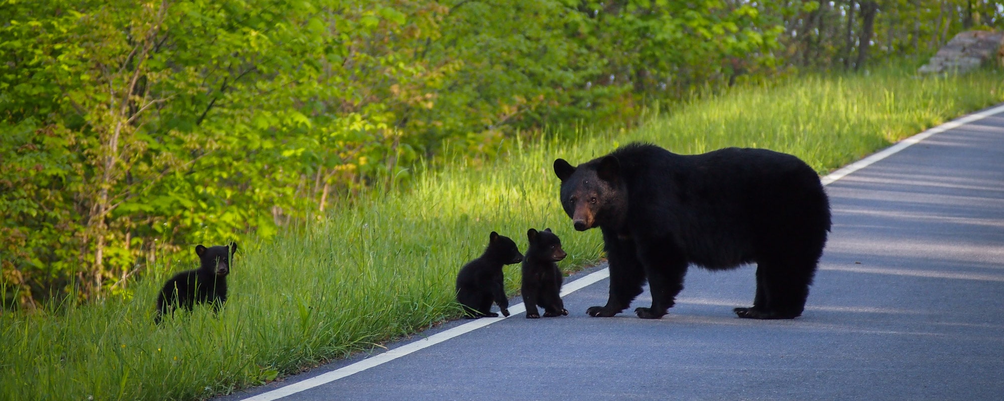 Shenandoah National Park - Banner Black Bears