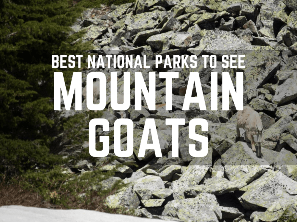 Wildlife National Parks - Mountain Goats