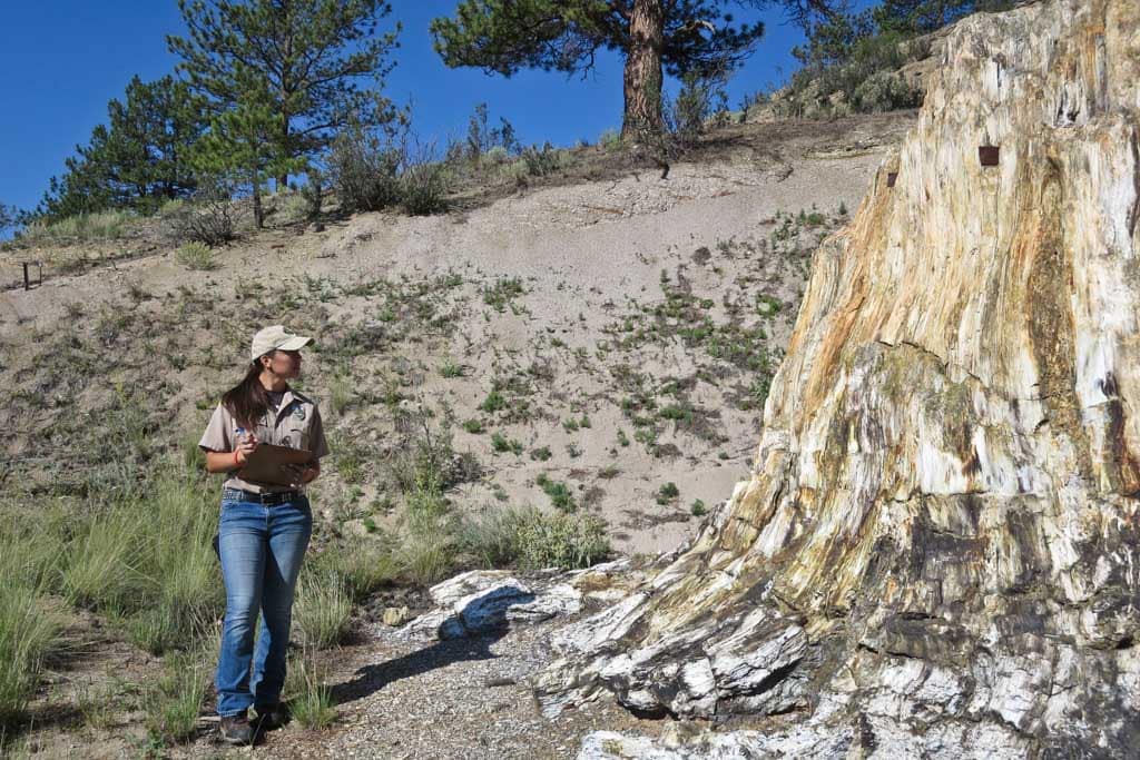 Big Stump at Florissant Fossil Beds National Monument, Colorado - Credit NPS