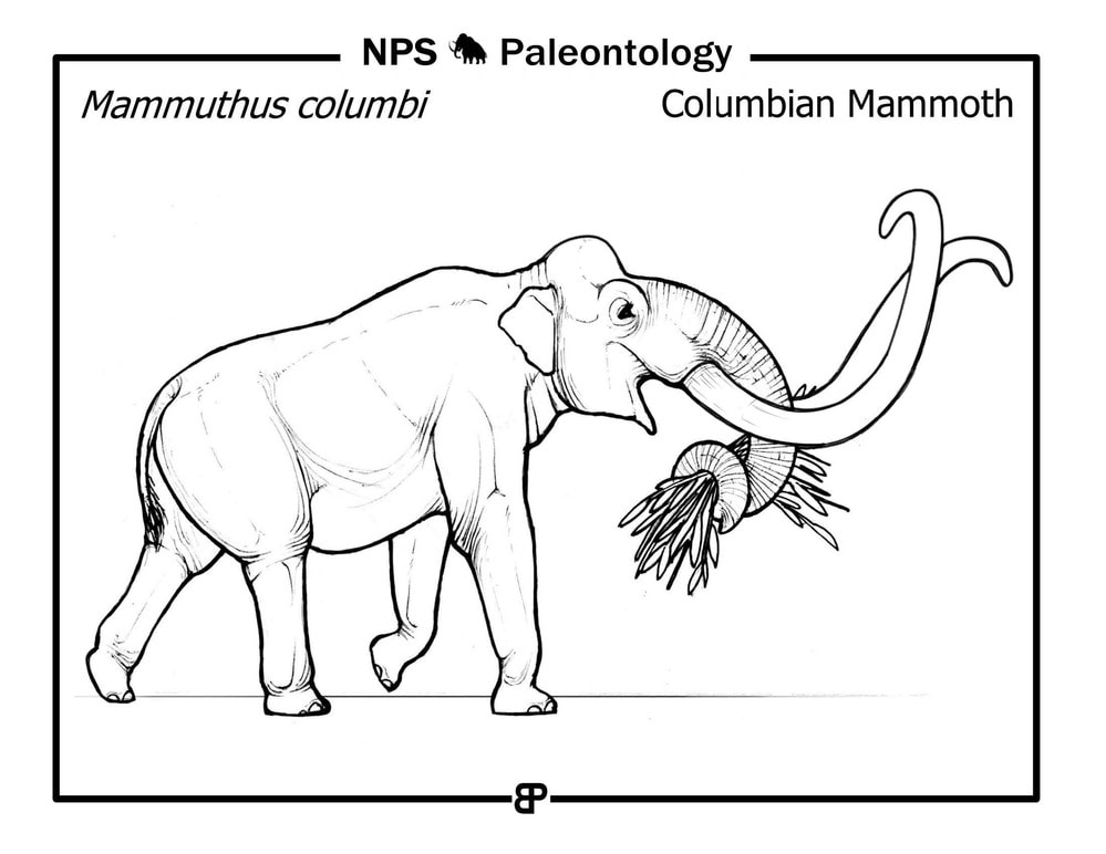 Columbian Mammoth, Waco Mammoth National Monument, Texas - NPS