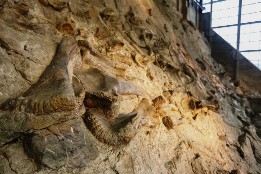Dinosaur National Monument Wall of Bones, Colorado - Credit NPS Dan Johnson - USA Fossil Parks