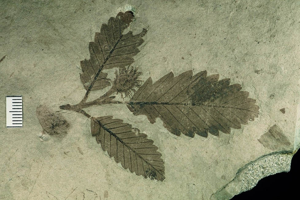 Florissant Fossil Beds National Monument fossilized leaf, Colorado - Credit NPS - National Monuments with Fossils
