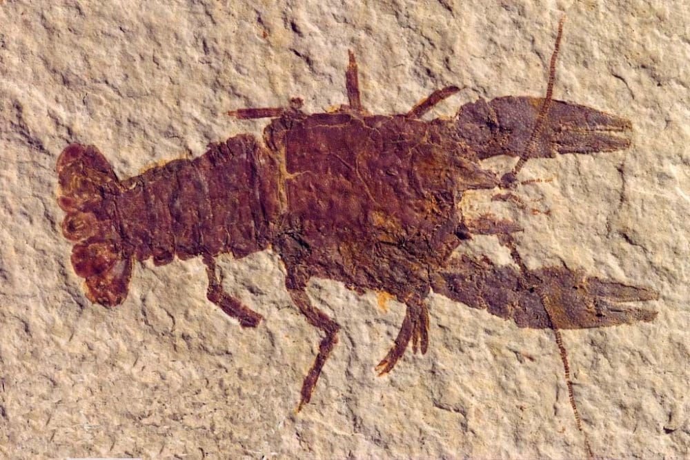 Lobster fossil at Fossil Butte National Monument, Wyoming - Credit NPS