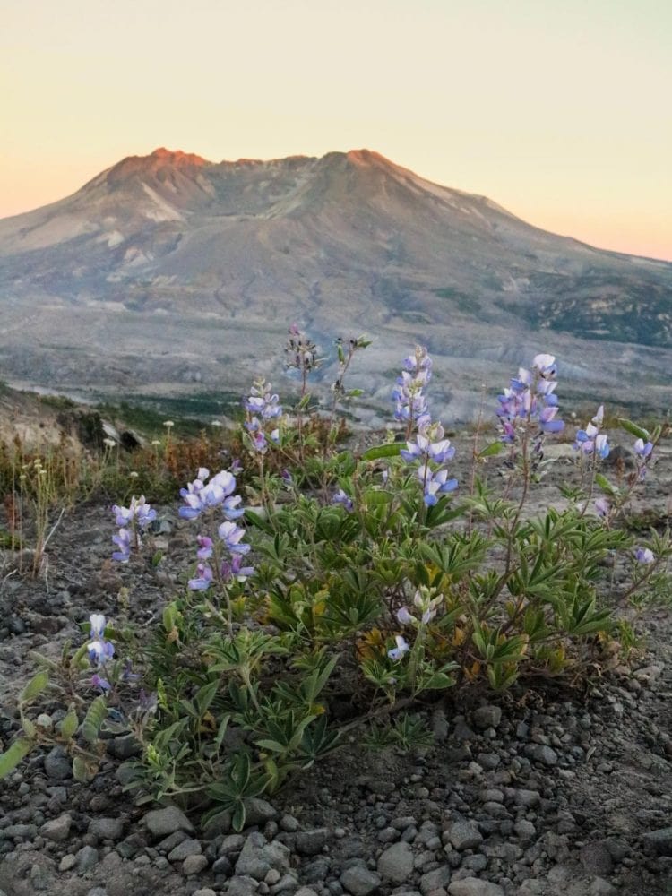 Wildflowers at Mount St. Helens National Volcanic Monument, Washington