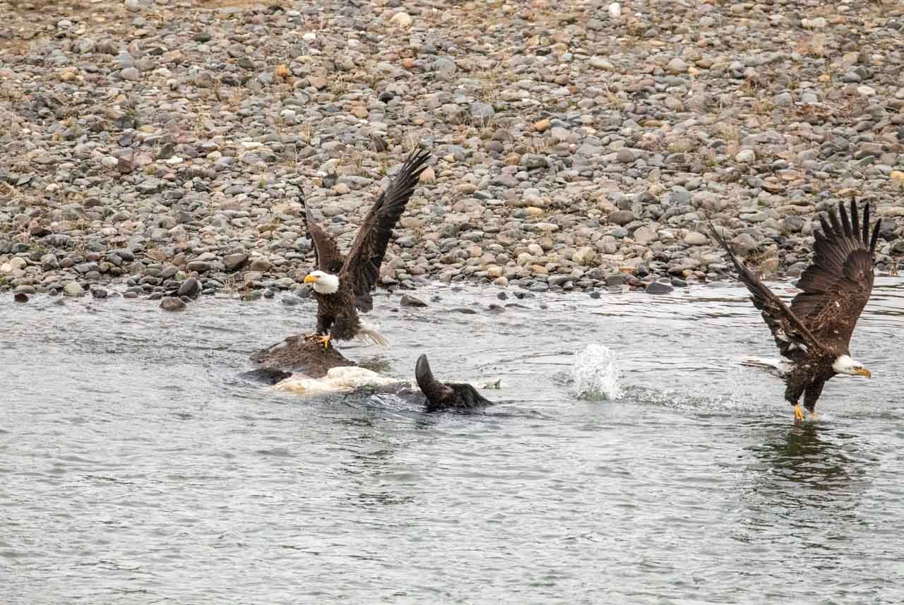 Bald eagles in Yellowstone National Park - Credit NPS Jim Peaco