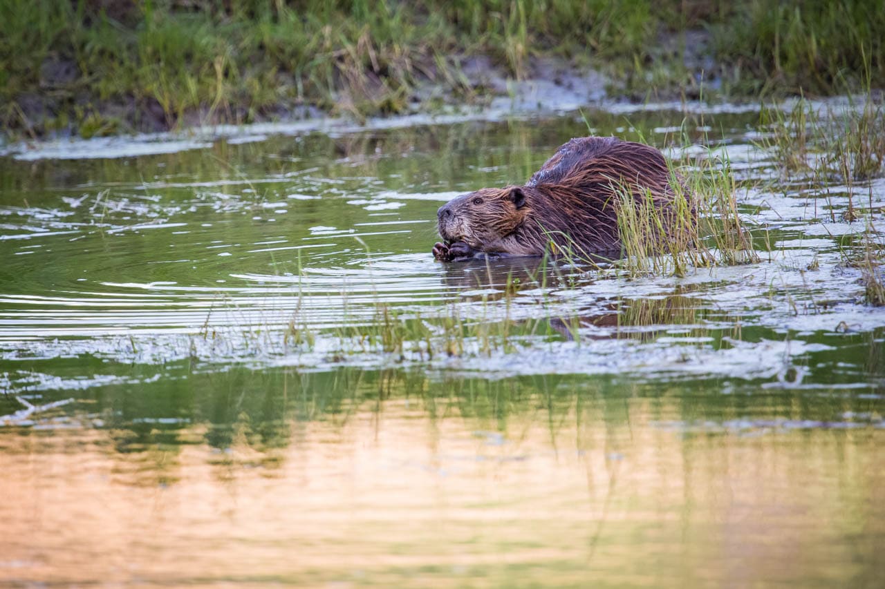 Beaver in Yellowstone National Park - Credit NPS Neal Herbert
