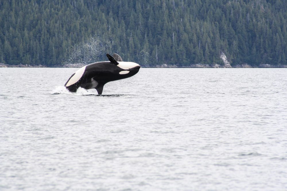 Breaching Orca in Glacier Bay National Park, Alaska - Credit NPS