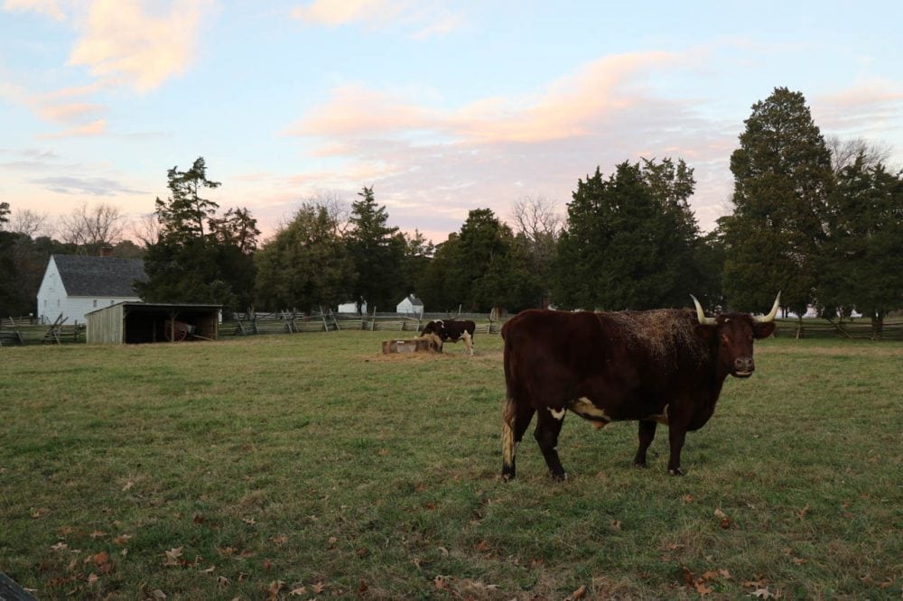 George Washington Birthplace National Monument oxen, Virginia - Credit NPS