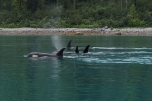 Glacier Bay National Park Orcas Pod - Credit NPS