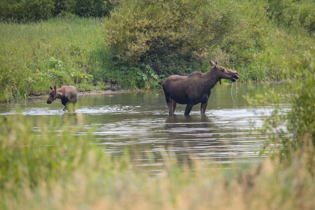 Moose in Yellowstone National Park - Credit NPS Neal Herbert
