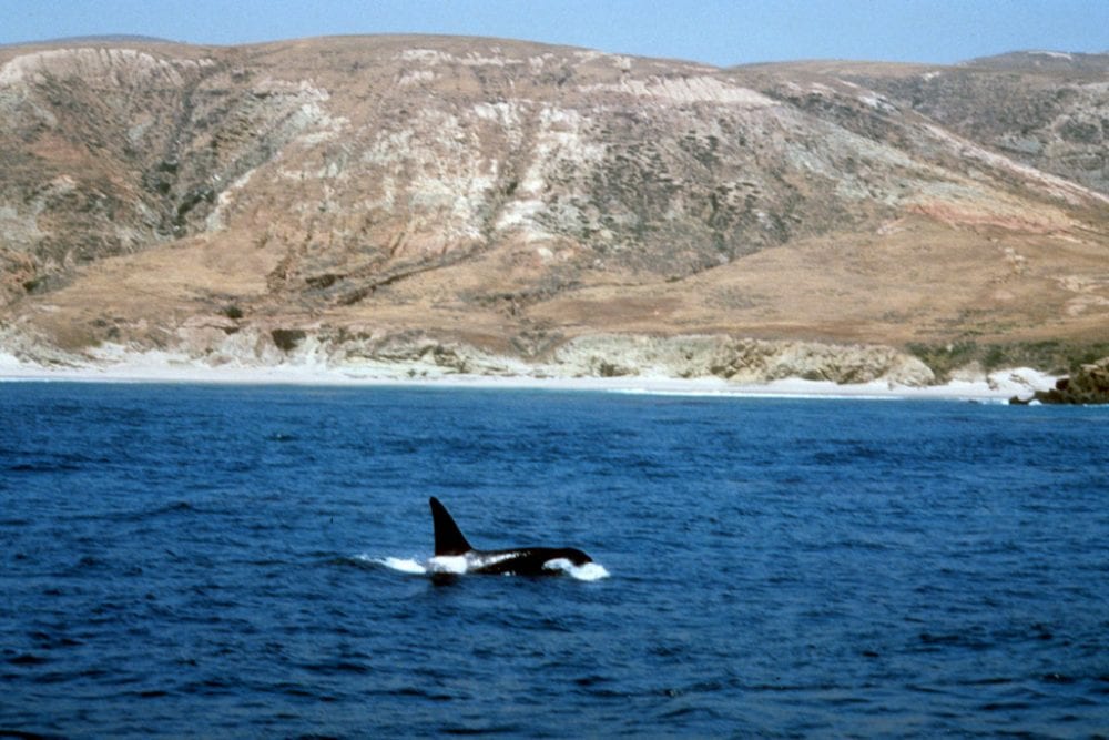 Orca in Channel Islands National Park - Credit NPS