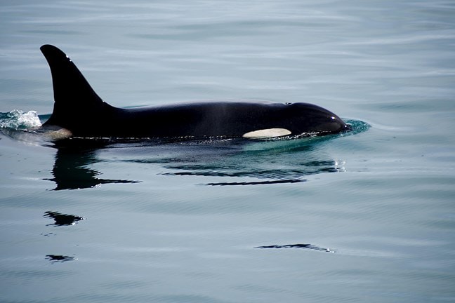 Orca in Olympic National Park, Washington - Credit NPS Paige Calamari