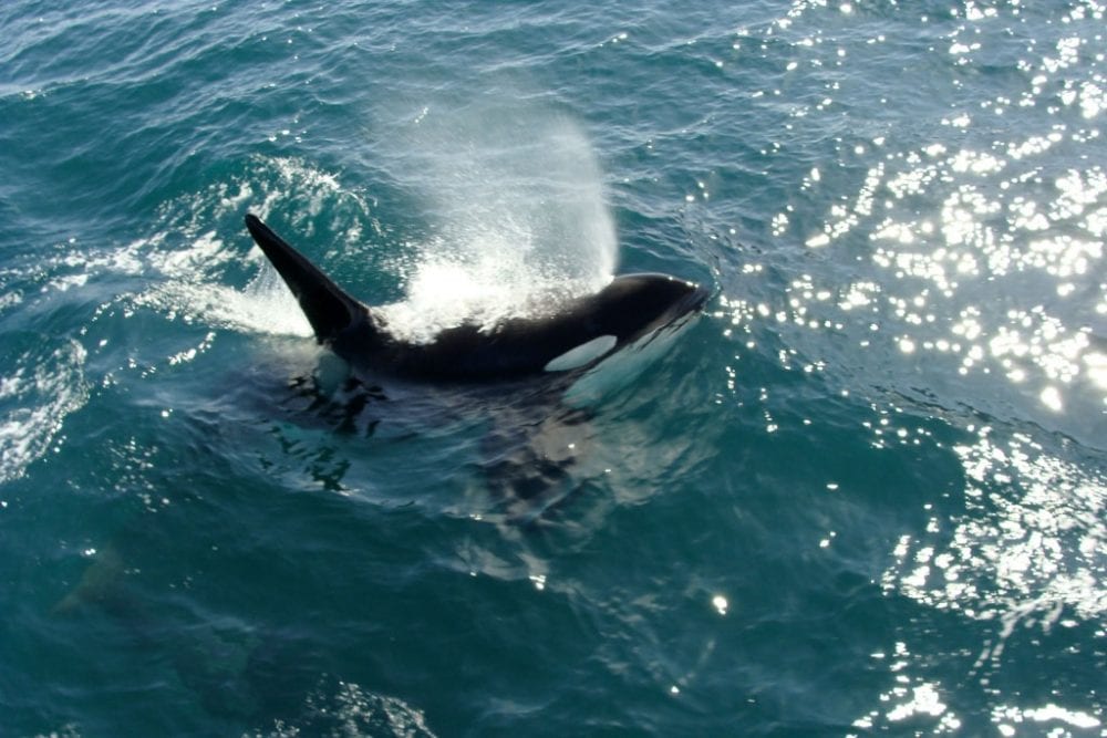 Orca or Killer Whale in Kenai Fjords National Park, Alaska - Credit NPS Jeff Mow