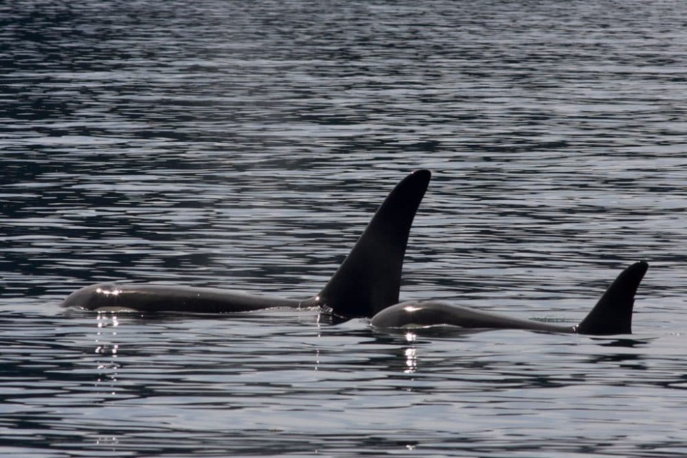 Orca or Killer Whale in Kenai Fjords National Park, Alaska - Credit NPS Jim Pfeiffenberger