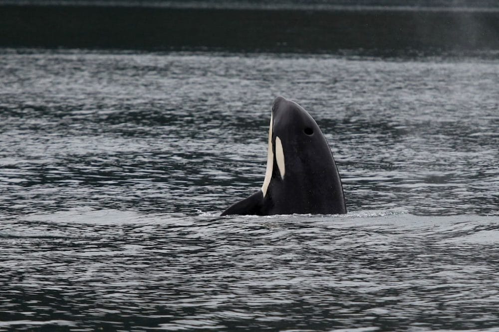 Orca spyhop in Kenai Fjords National Park, Alaska - Credit NPS Kay White